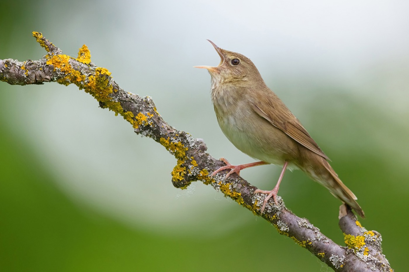 Der Schlagschwirl wird nur ein- bis zweimal pro Jahr in der Schweiz gesichtet, meist im Mai oder Juni. Sein Gesang erinnert stark an eine Heuschrecke. Bestes Merkmal sind die hell gefleckten Unterschwanzdecken. © Mathias Schäf. Mitte: mauritius images/R. Chittenden/Alamy