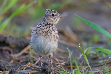Den Sturzflug beenden