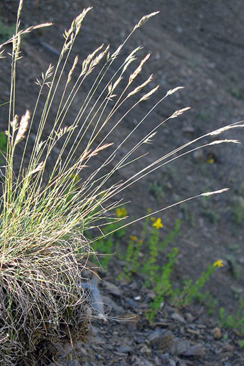 OSL Schwingel Caprez1