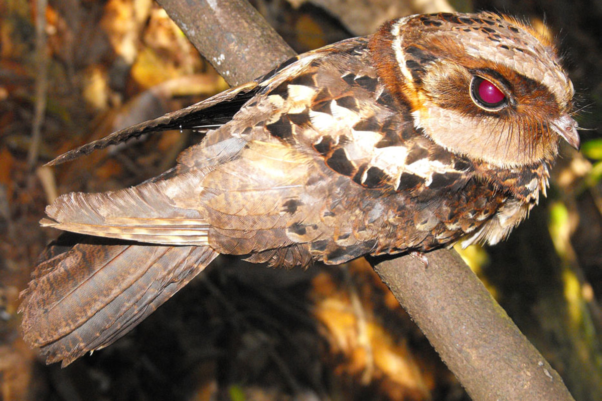 Forests Caprimlgus Enarratus Ravoahangy