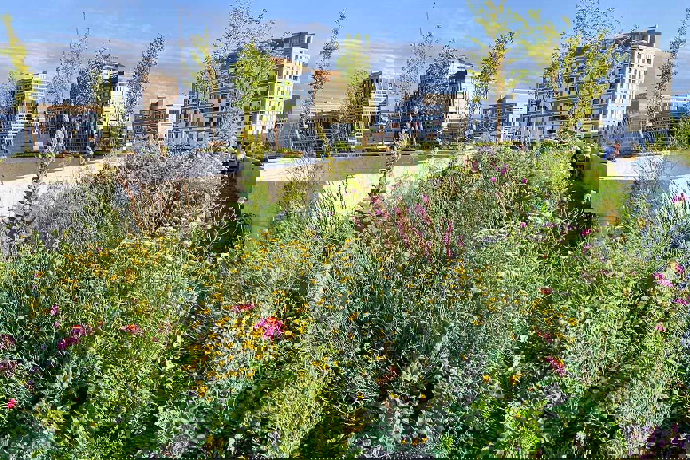 In diesem Dachgarten mitten in Zürich koexistieren zahlreiche Wildbienenarten ganzjährig mit den menschlichen Bewohner/innen. © Jürg Sommerhalder