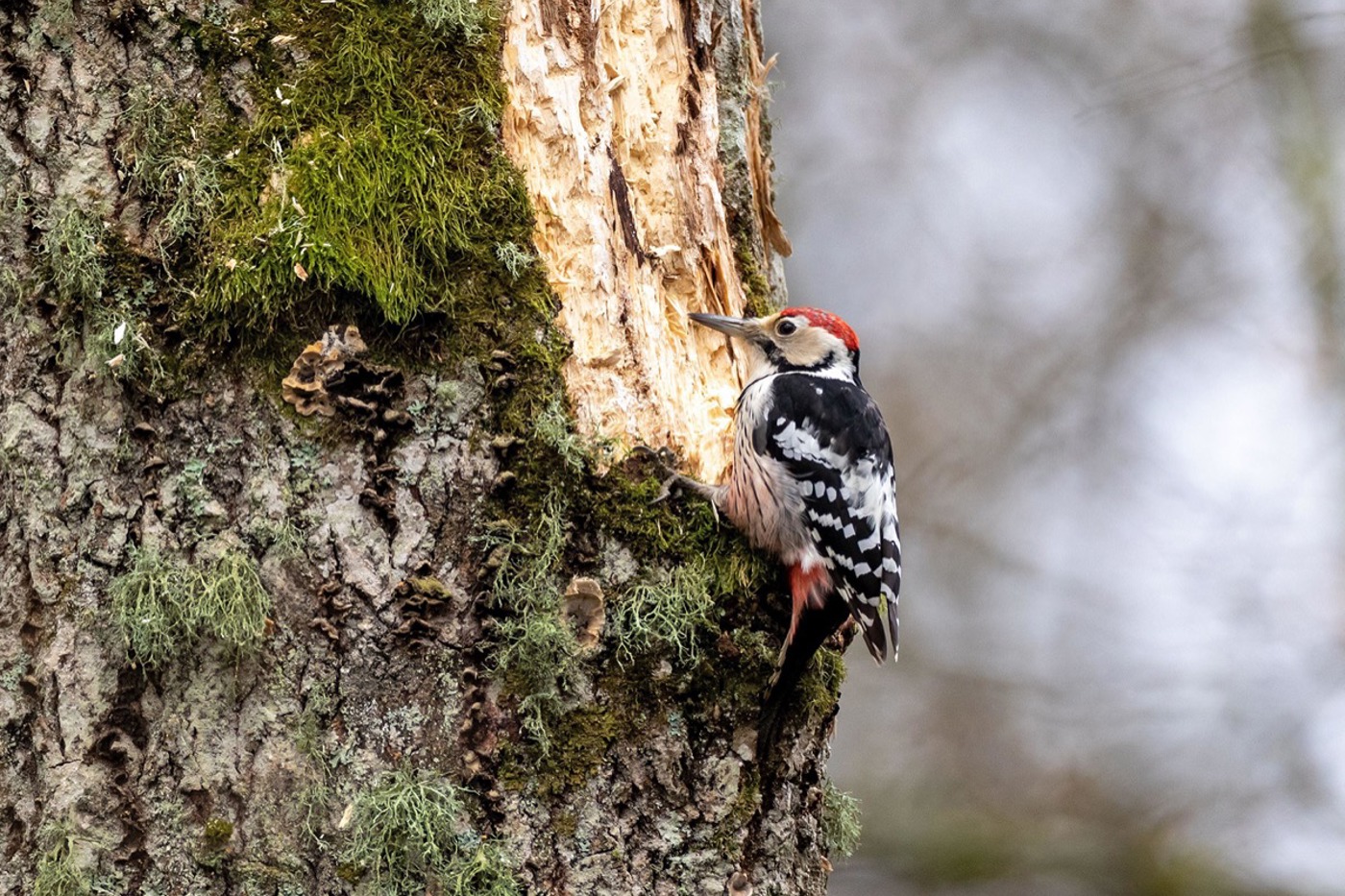 Rote Kopfplatte, weisser Rücken: Hier sucht ein männlicher Weissrückenspecht nach Käferlarven. © mauritius images/Aleksander Bolbot/Alamy