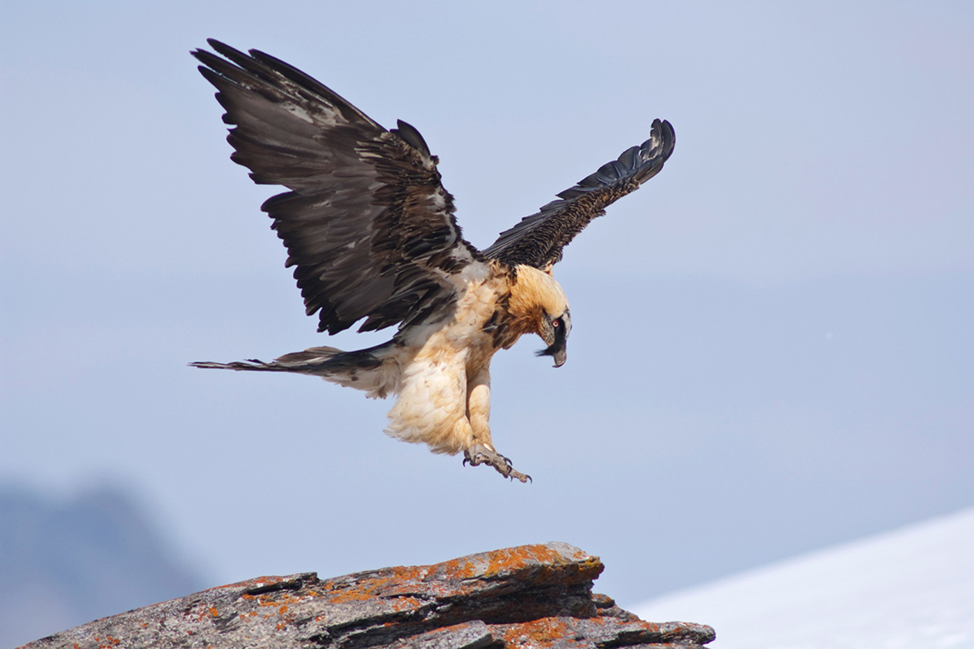 In den vergangenen 25 Jahren wurden in den Alpen jährlich bis zu zehn Bartgeier ausgewildert. Noch ist das Projekt nicht abgeschlossen. © Cornelia Marti