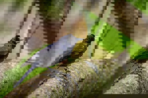 ST Fatu Hiva 8 Adult (1)