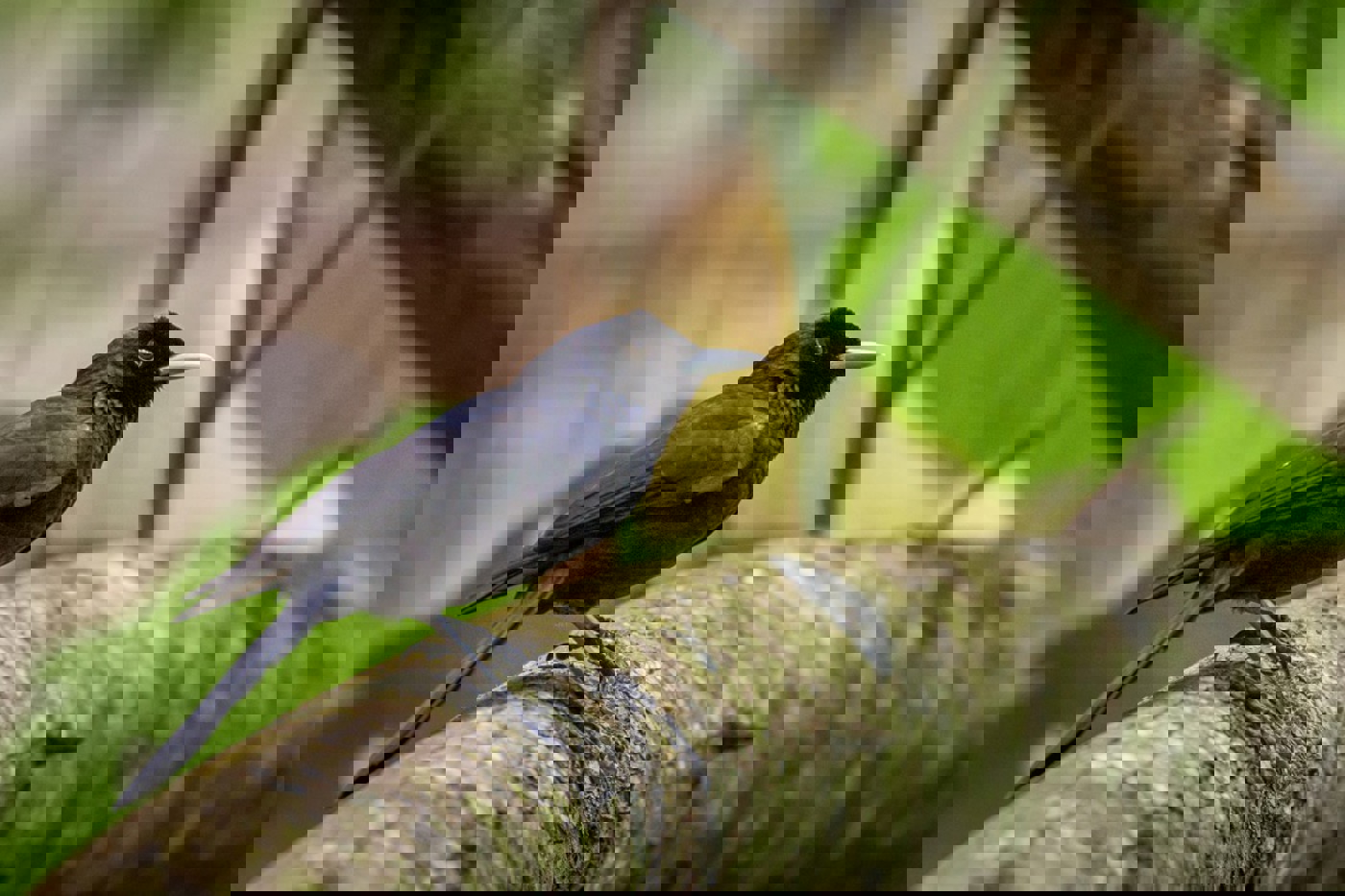 Fatuhivamonarch. © Benjamin Ignace