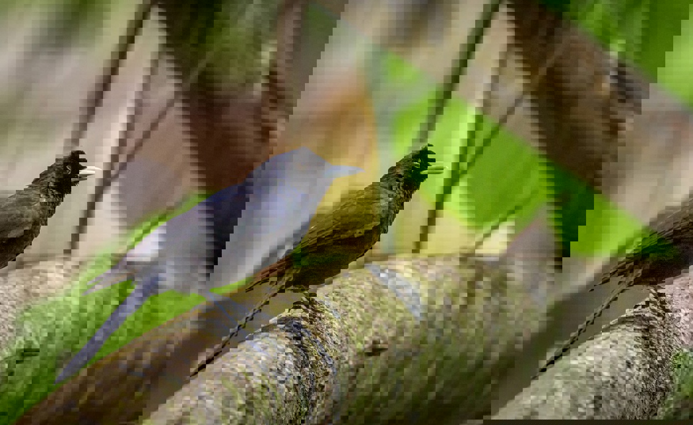 ST Fatu Hiva 8 Adult (1)