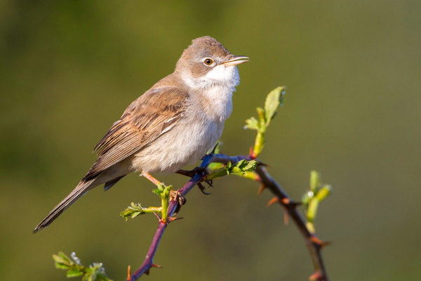 AJ Dorngrasmücke Common Whitethroat Sylvia Communis Ssp. Communis, Germany RM 120417 MG 1635 Edit Kopie