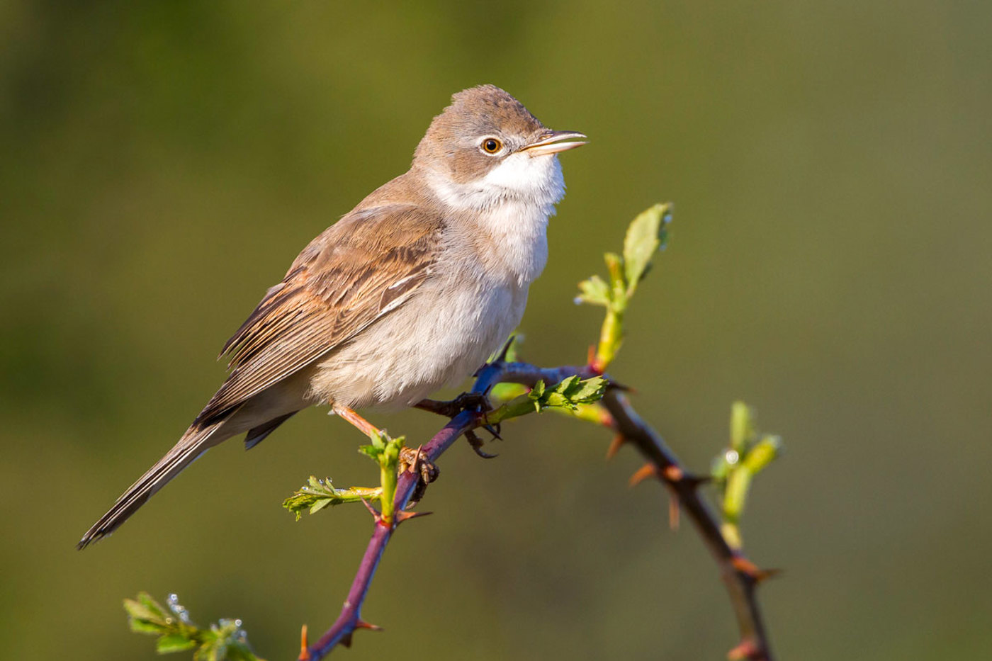 Einst im Mittelland weit verbreitet, heute vielerorts verschwunden: die Dorngrasmücke. © Ralph Martin