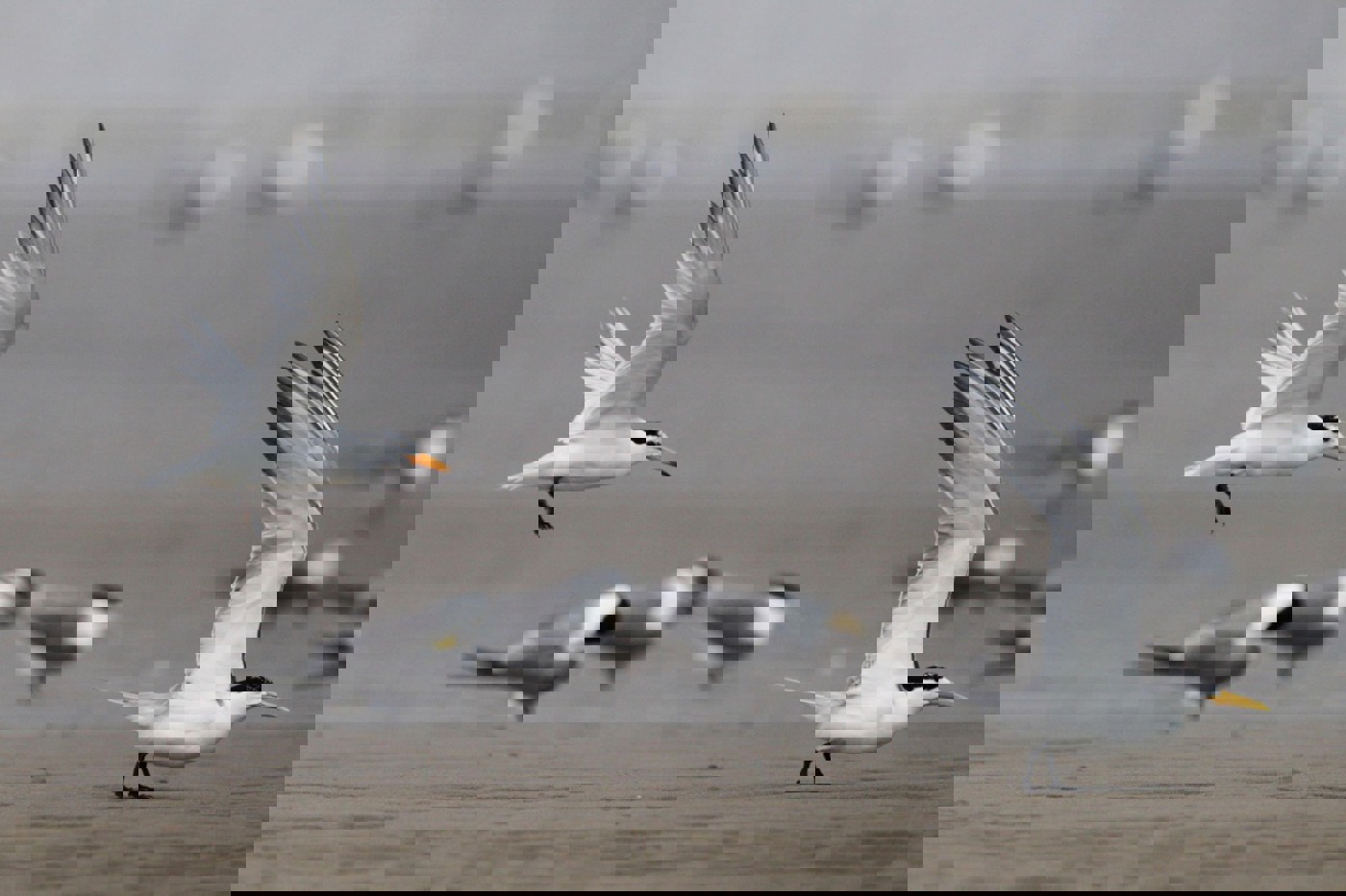 Alamy Chinese Crested Tern 2FR1E1D