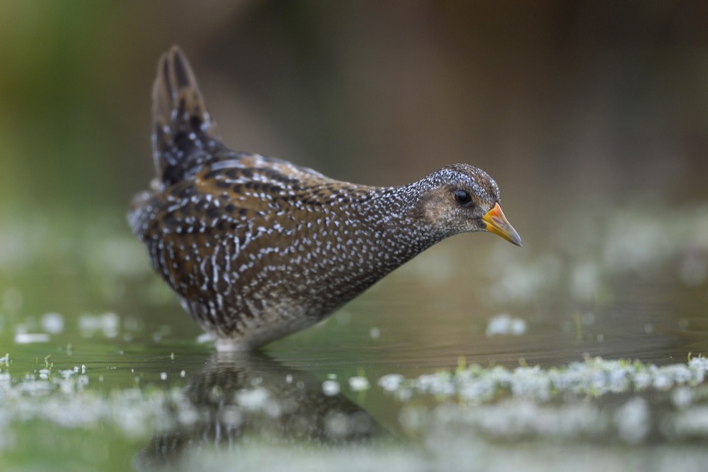 Das Tüpfelsumpfhuhn ist bei uns die häufigste Art aus der Gattung Porzana. Zu erkennen ist es an der weissen Sprenkelung. © Fabrice Cahez/naturepl.com
