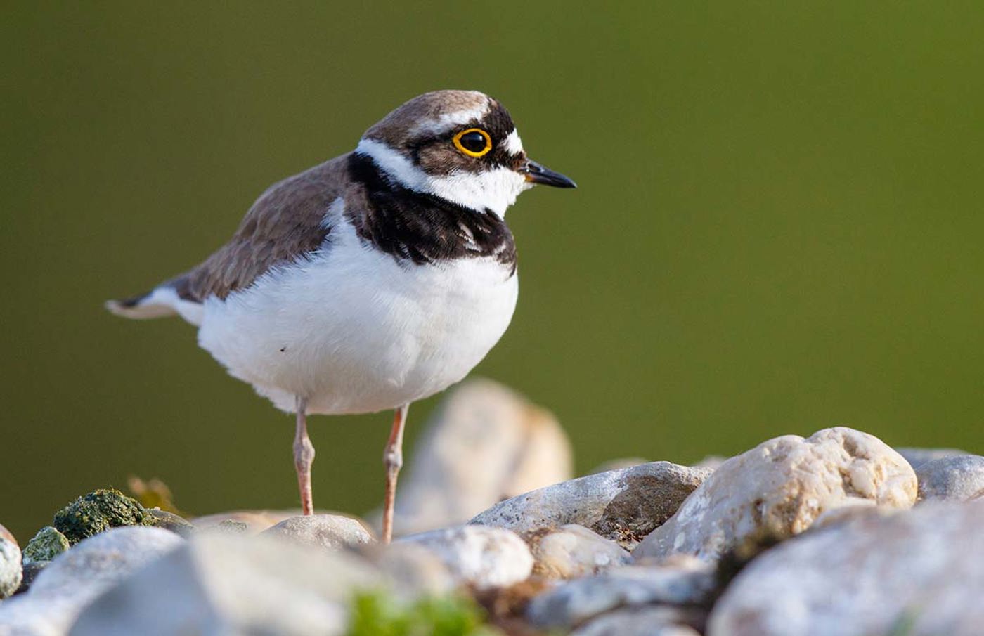 D NW Flussregenpfeifer Maennl O8A6453 Hglader