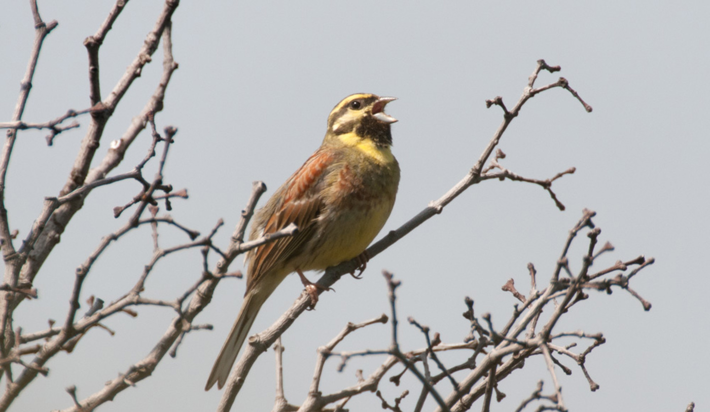 Reben Zaunammer080425090754 Ruppen