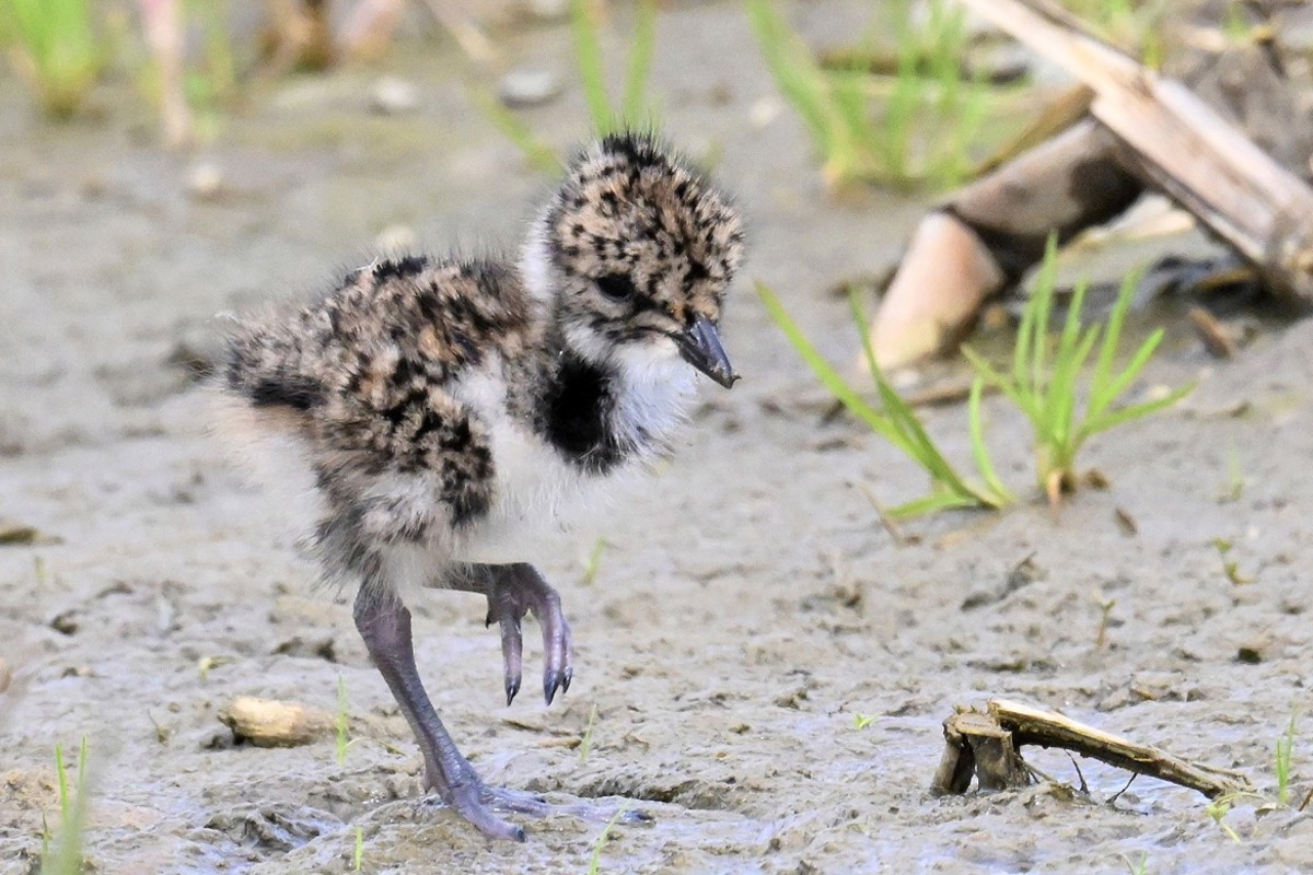 Pulli © René Effinger Kopie