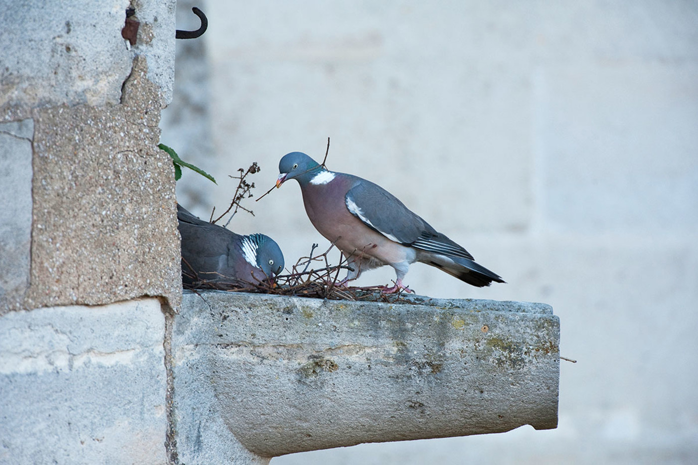 Im westlichen Europa brütet die Ringeltaube schon länger in den Städten, wie etwa hier in Paris in einer steinernen Abflussrinne. © Laurent Geslin/naturepl.com