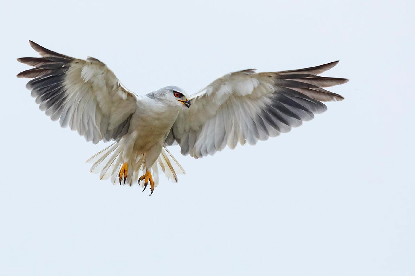 Gleitaar. © Patrick Donini