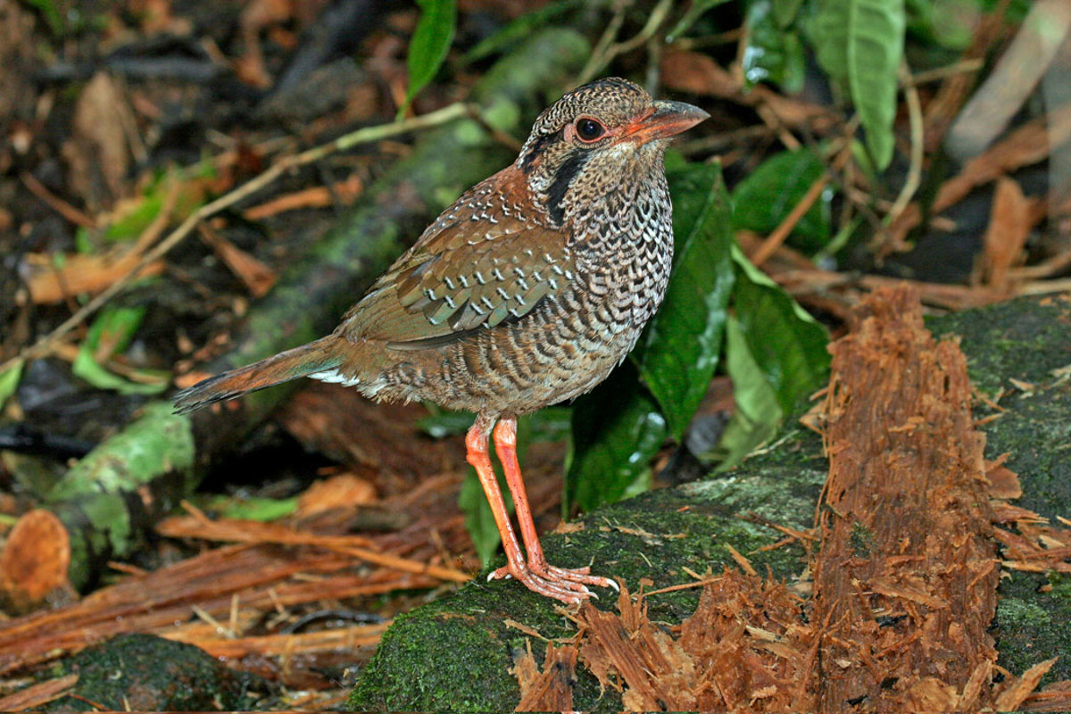 Forests Scaly Ground Roller 98