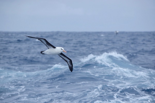 SE Albatross Mauritius 14744243