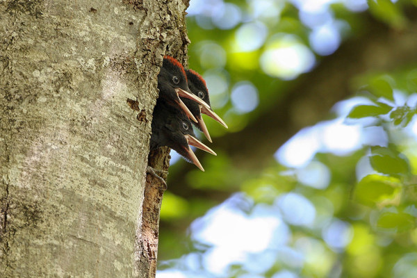 Schwarzspecht Luescher