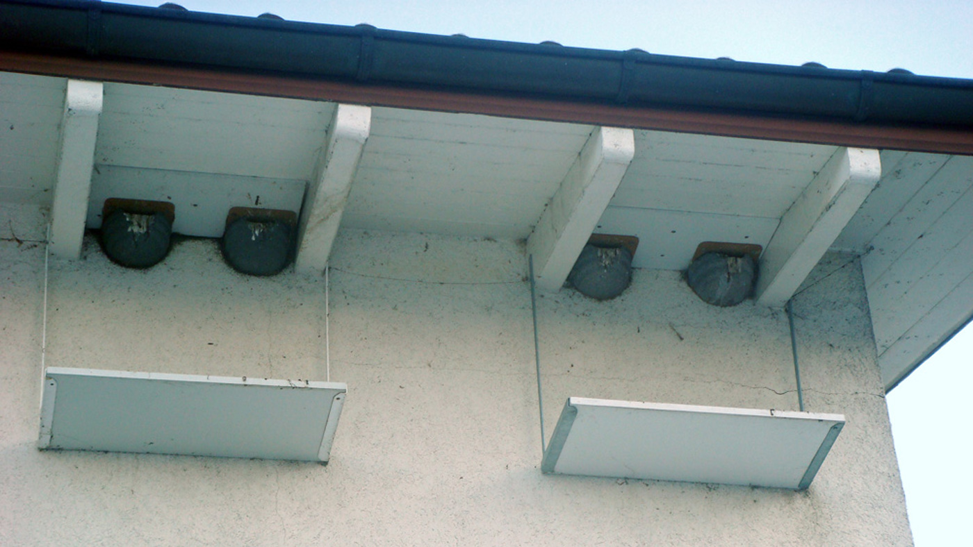 Mehlschwalbe Nisthilfe CG