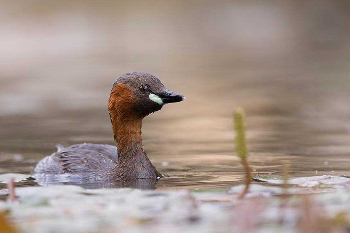 Der Zwergtaucher ist nur so gross wie eine Amsel. Wie es der Name sagt, taucht er häufig ab, sei es zur Flucht oder zur Nahrungssuche. © Hans Glader