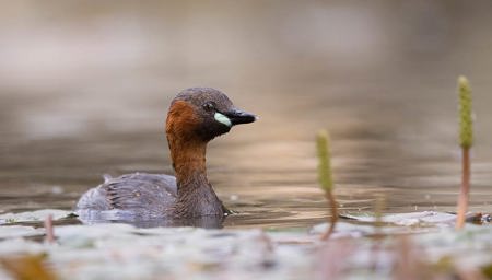 Ein Federknäuel wirbt für natürliche Gewässer