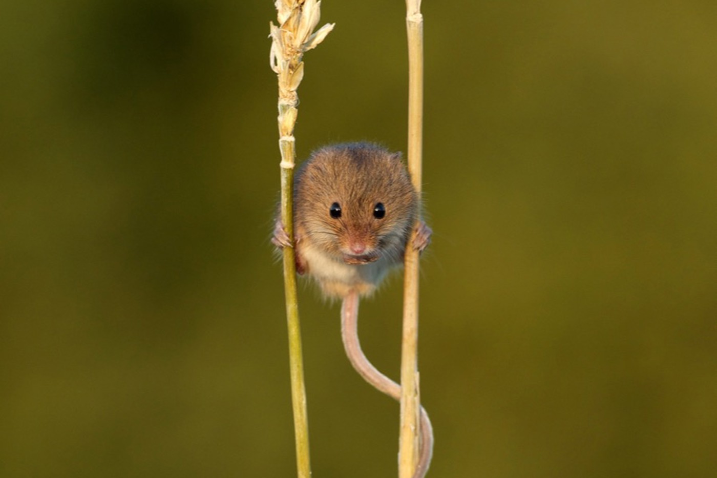 In der Schweiz existiert die Zwergmaus nur noch in isolierten Populationen und gilt als vom Aussterben bedroht. © Matt Binstead/British Wildlife Centre