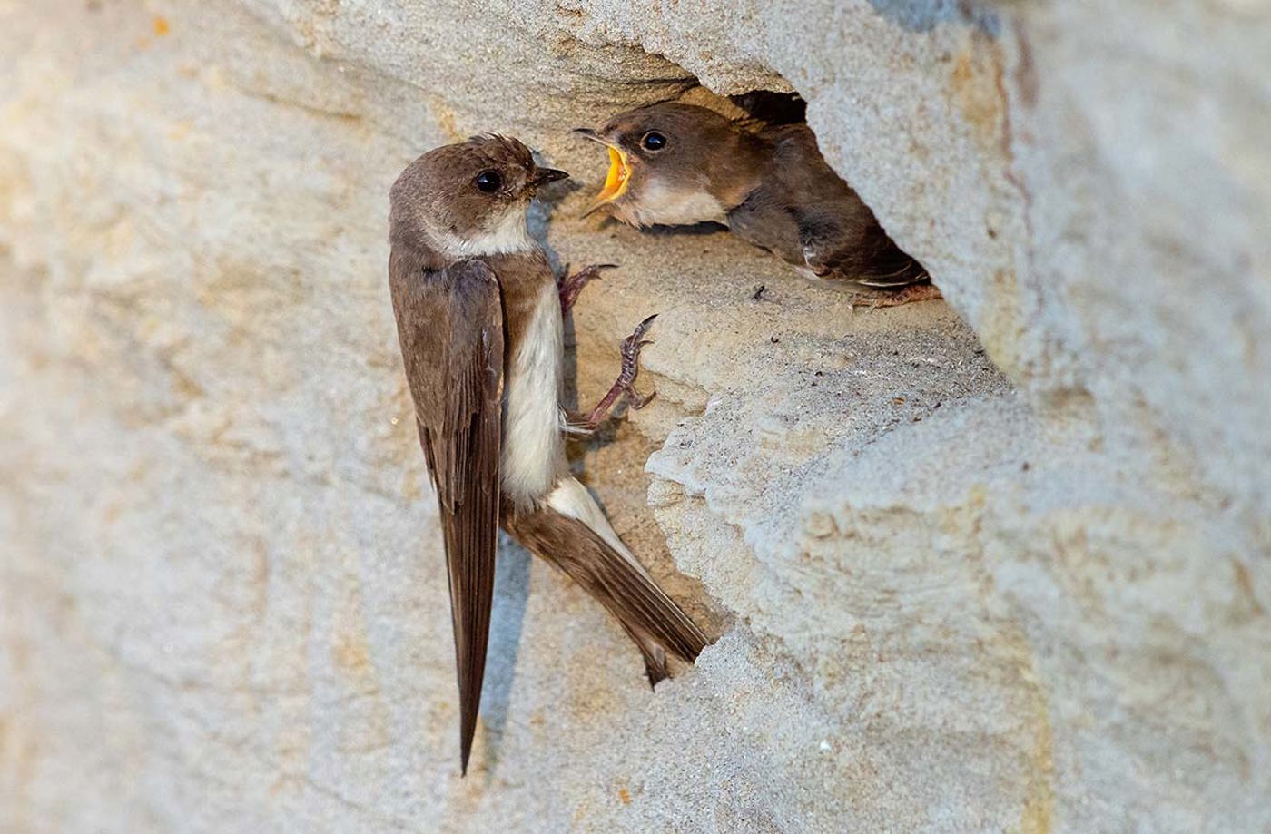 Uferschwalbe OM1X0868 Schaef