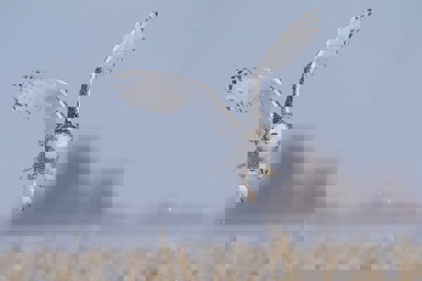 EU Schneeeule Burkhardt Marcel Kanada 2019 04445 (1)