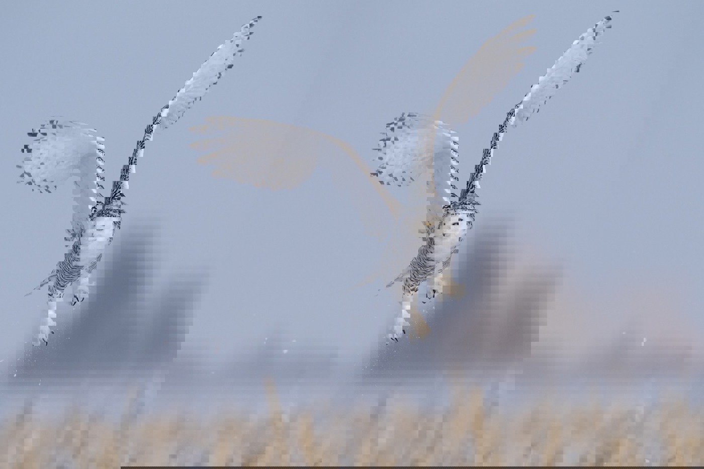 Die Schneeeule kann eine Flügelspannweite von bis zu 1,50 m erreichen. © Marcel Burkhardt