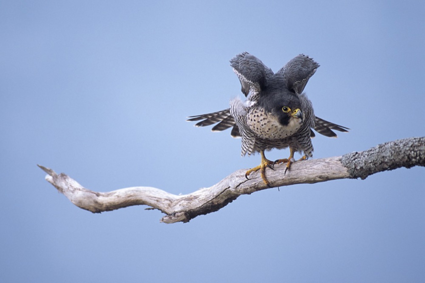 Mit einer Länge von etwa 40 bis 50 cm und einer Flügelspannweite von bis zu 110 cm ist der Wanderfalke der grösste einheimische Falke. Das Weibchen ist grös­ser als das Männchen, ansonsten aber kaum von diesem zu unterscheiden. © Biosphoto/fotofinder