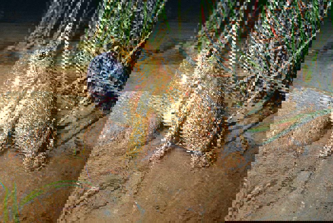 Interview Kreuzkroete Ober Haltberg 1959 22H Wildermuth