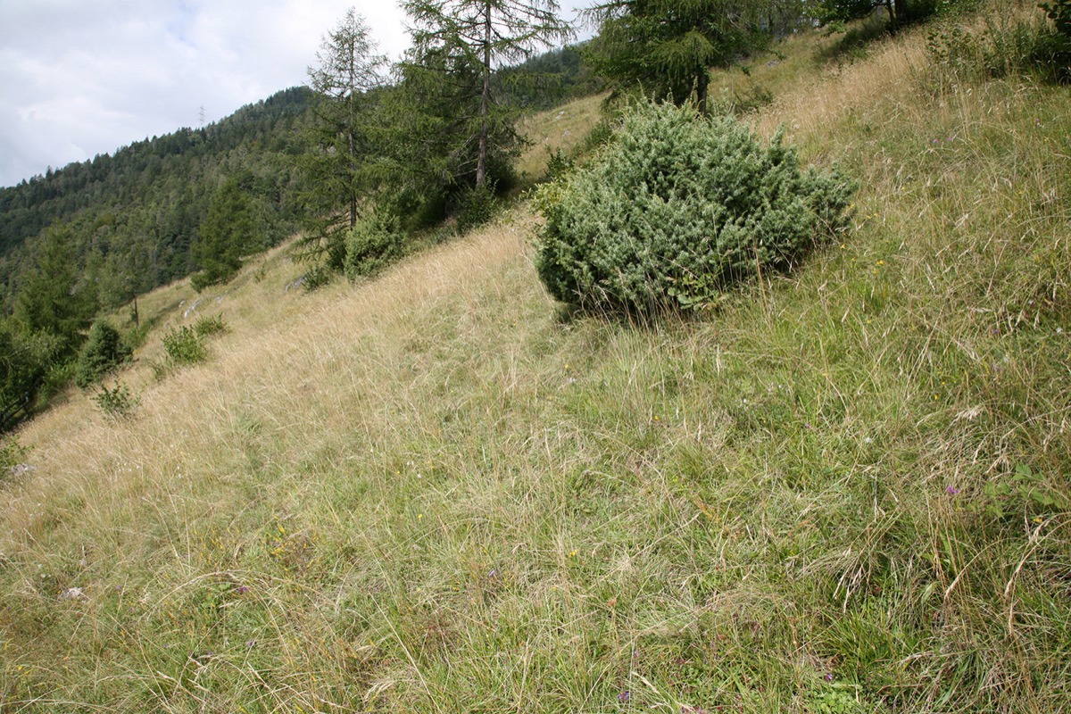 BT Standort Spiranthes Spiralis 4