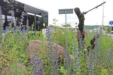 Biodiversität vor der Haustür