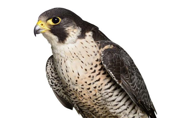 Wanderfalke Istock 174987969