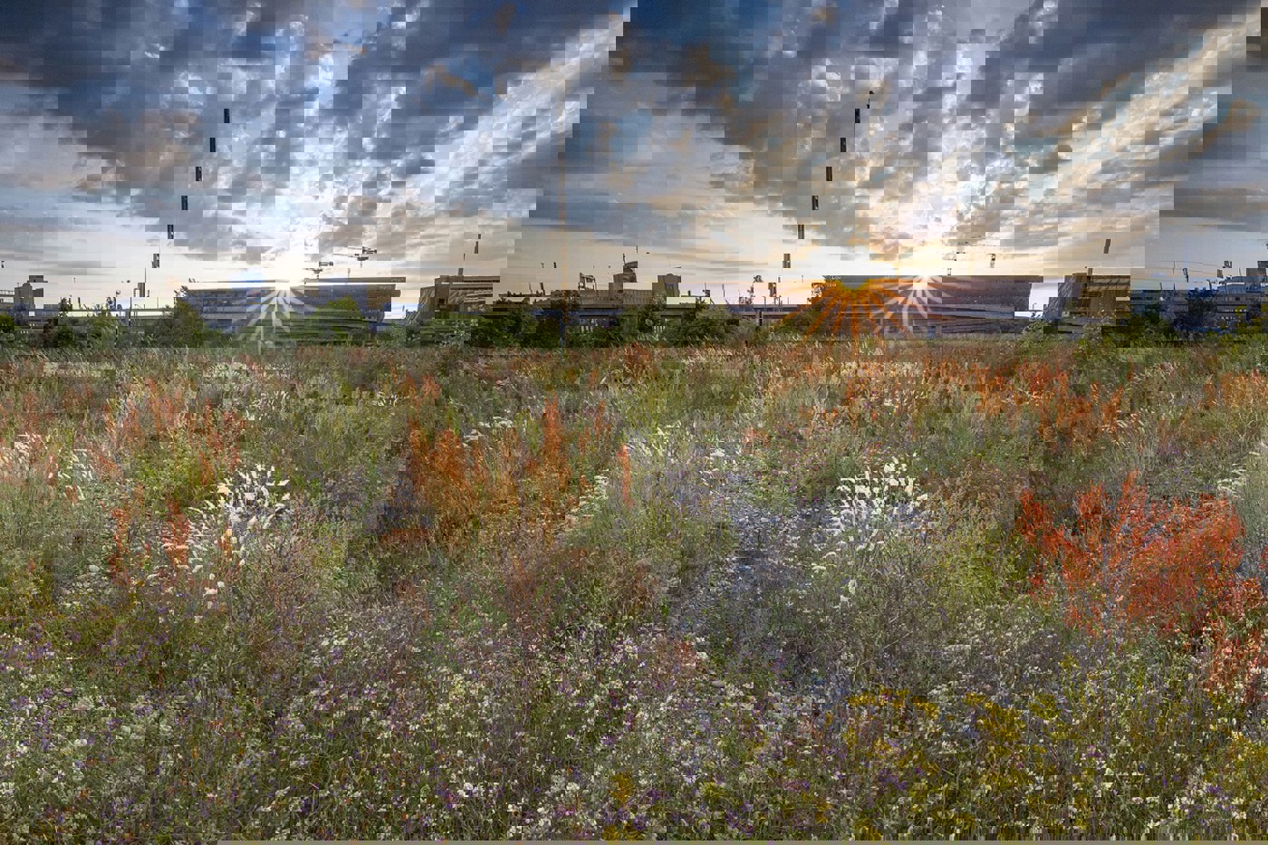 Diese Trockenwiese von nationaler Bedeutung soll einem Containerterminal weichen. © Frank Maike