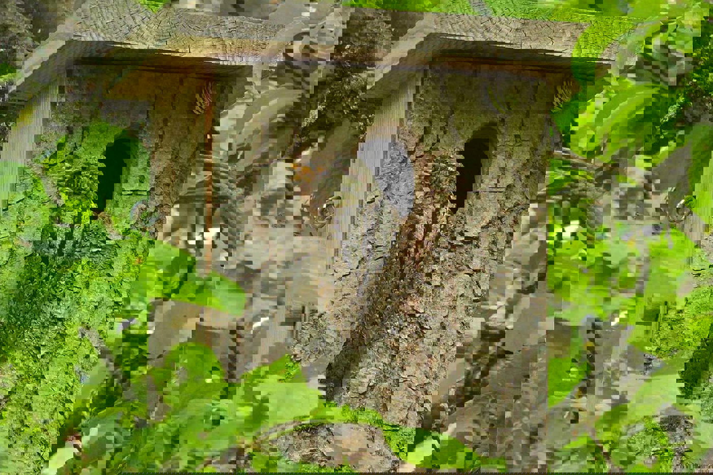 Einige Vogelarten wie der Wendehals sind heute vielerorts auf Nisthilfen angewiesen. © Hans-Rudolf Pauli