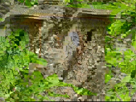 Nisthilfen mit Potenzial