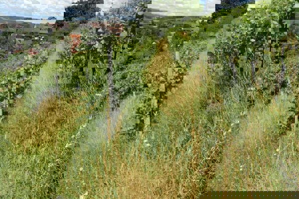 Reben Standort Trockenmauer Ost