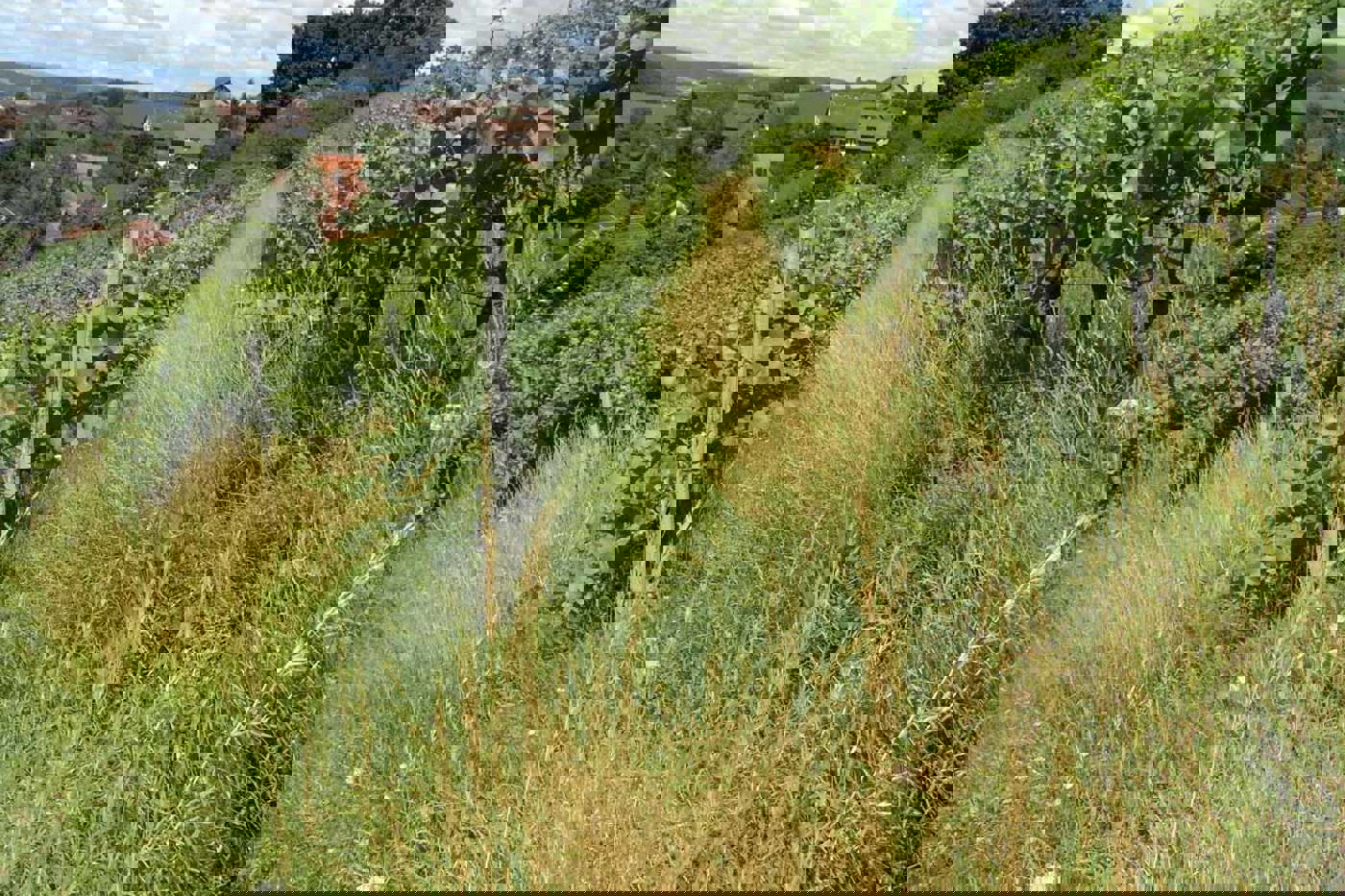 Ein Zürcher Weinberg heute. Mit offenen Bodenstellen, Trockenmauern und der Vernetzung mit dem  Umland kann dieser Lebensraum für Vögel, Insekten und andere Tiere aufgewertet werden. © Mathias Villiger