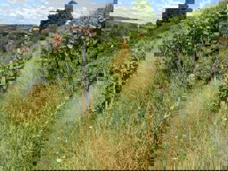 Mehr Leben in die  Zürcher Reben