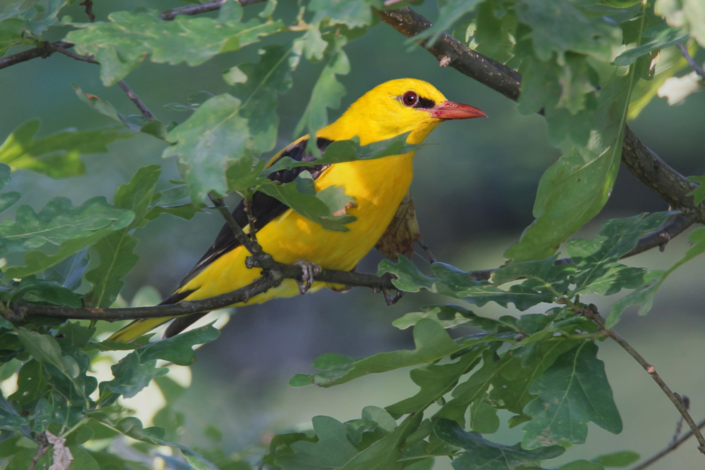 Das Pirol-Weibchen ist  weniger stark gefärbt als das  Männchen. Dieser Vogel streckt  seinen Flügel aus, um die Armschwingen zu putzen und zu  ordnen. © Stefan Rieben