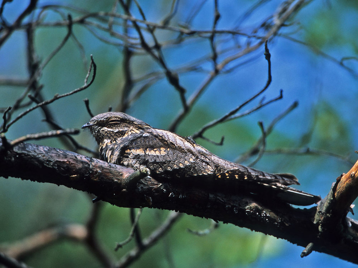 AF Ziegenmelker Gbachmeier