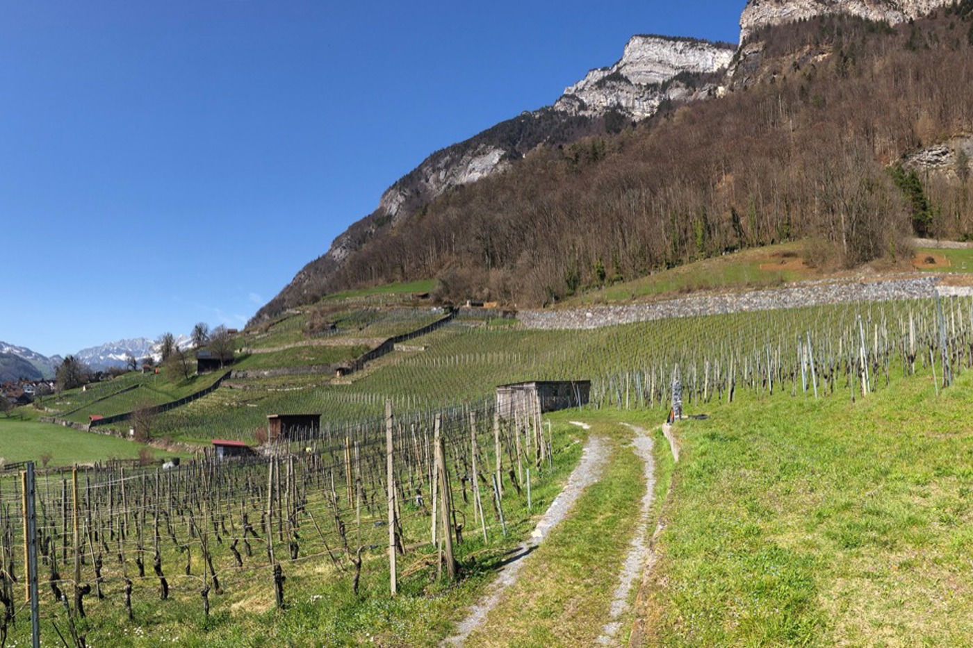 Die Region um Sargans und Wartau mit ihren Rebbergen und ihrer südexponierten Lage bietet bedrohten Arten wie dem Wendehals einen Lebensraum. © Stefan Greif