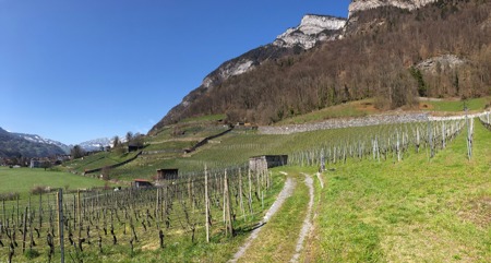 Rebberge für  Wendehals & Co.