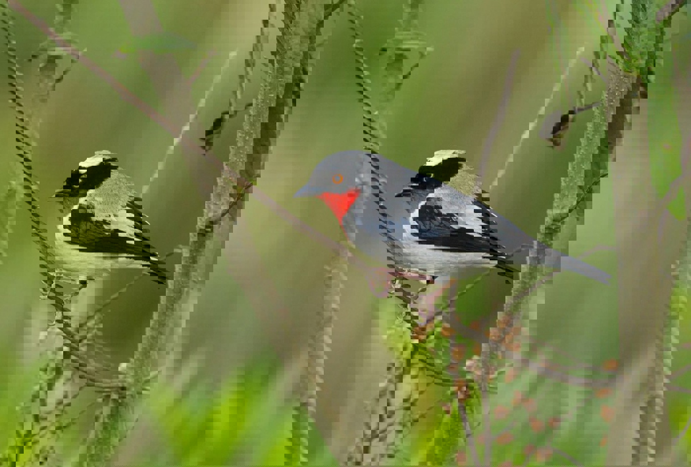 Cherry Throated Tanager Gustavo Magnago