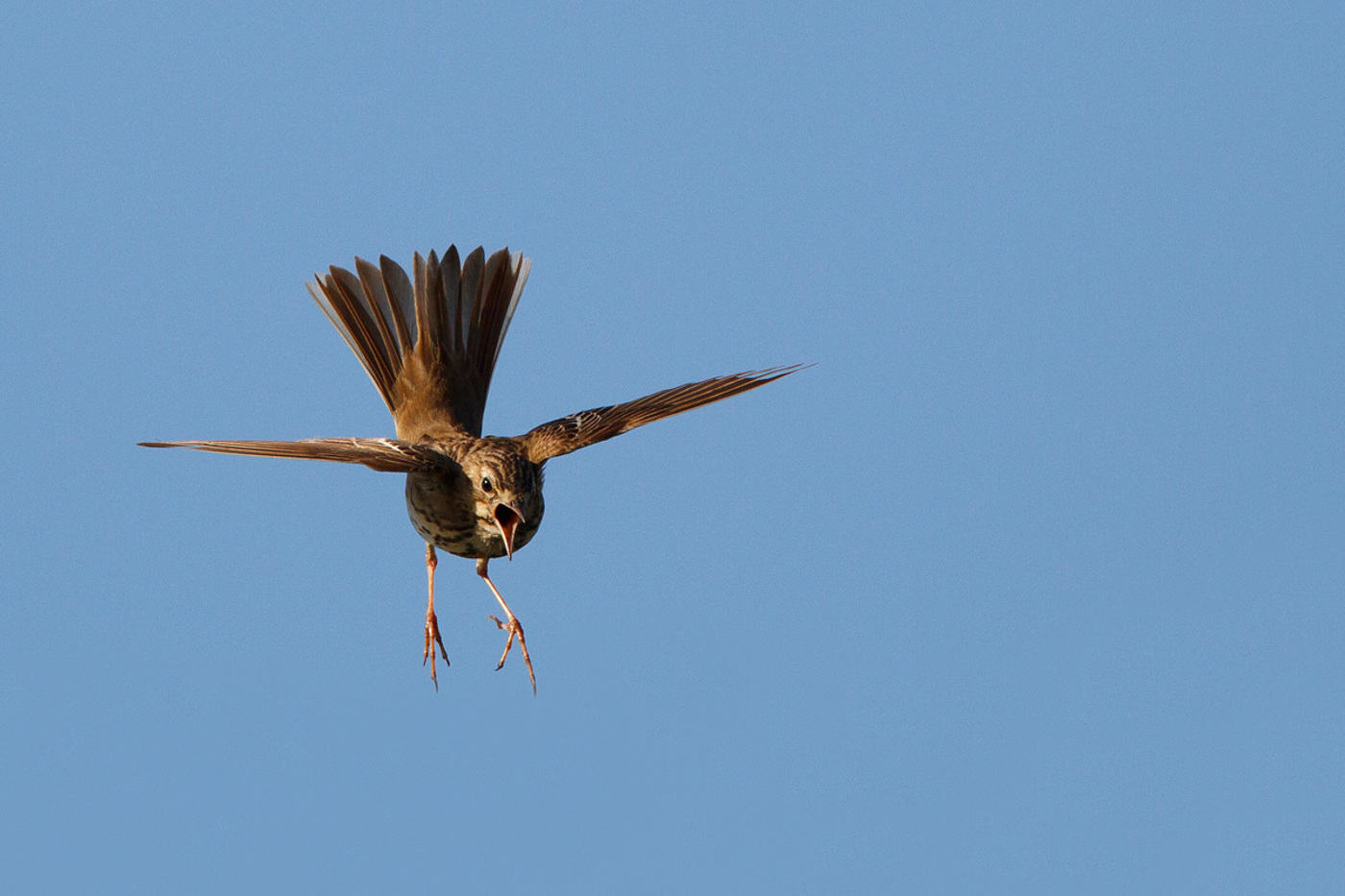 Im Frühling vollführt der Baumpieper einen eindrucksvollen Balzflug. Allerdings kann man das Spektakel nur noch in höheren Lagen erleben. © Hans Glader