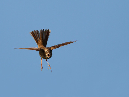 Baumpieper im Sinkflug