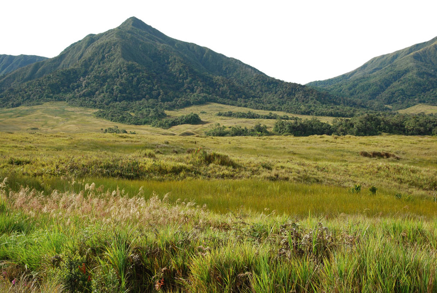 Papua Hochlandbeitari EW