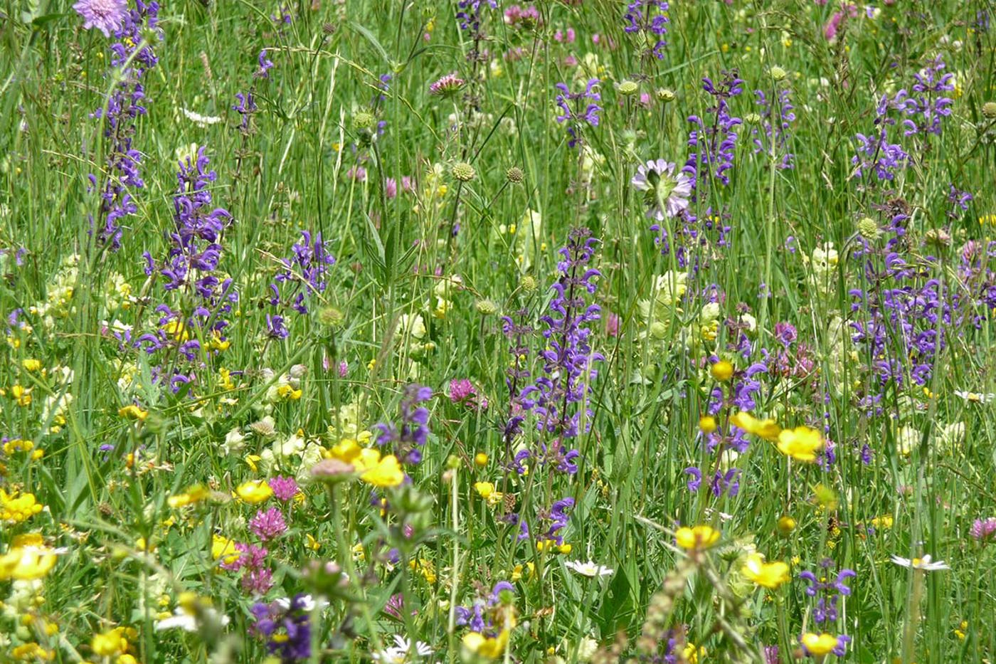 Die Blumenwiese ist ein sehr wichtiges Element, um die Biodiversität im Garten und Kulturland zu fördern. © Christoph Meier-Zwicky