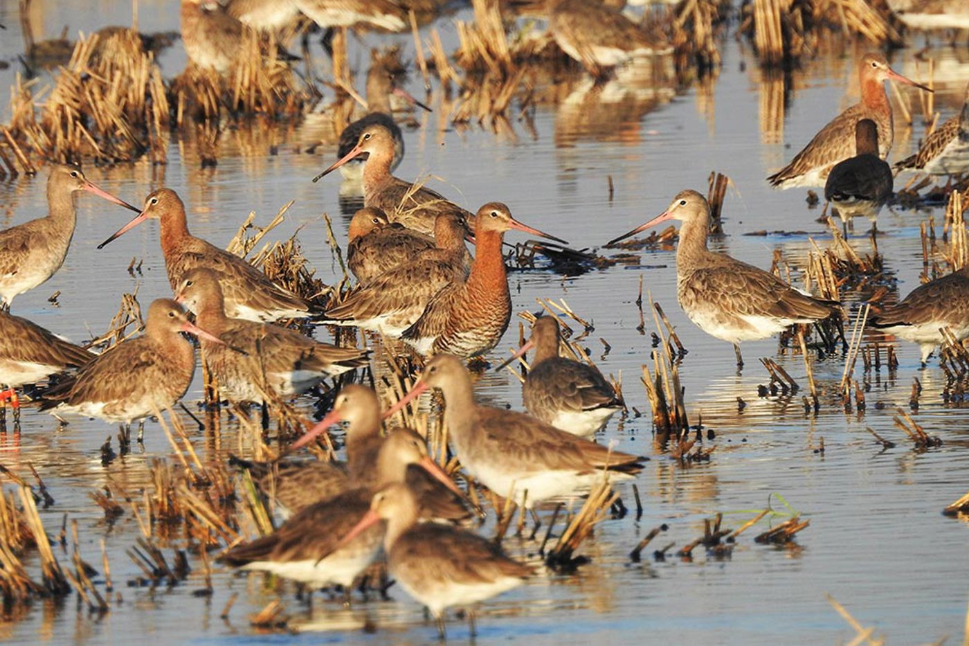 Tausende Uferschnepfen sind auf die Tejo-Mündung angewiesen. Dank BirdLife bleibt das Gebiet erhalten. © Jaime Sousa